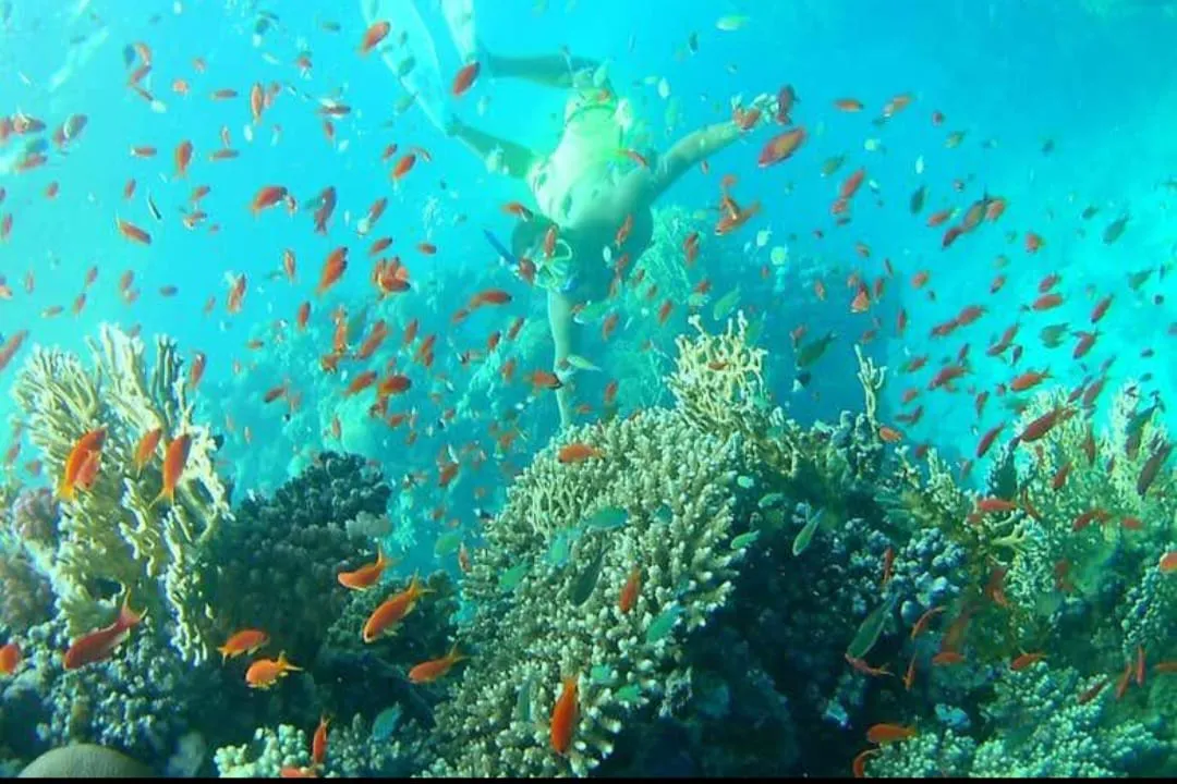 🏖️🌊 Sharm El Luli & El Qulaan Tour – Marsa Alam 🐠🌴 Sharm EL Luli /IMG-20260703-WA0008.jpg